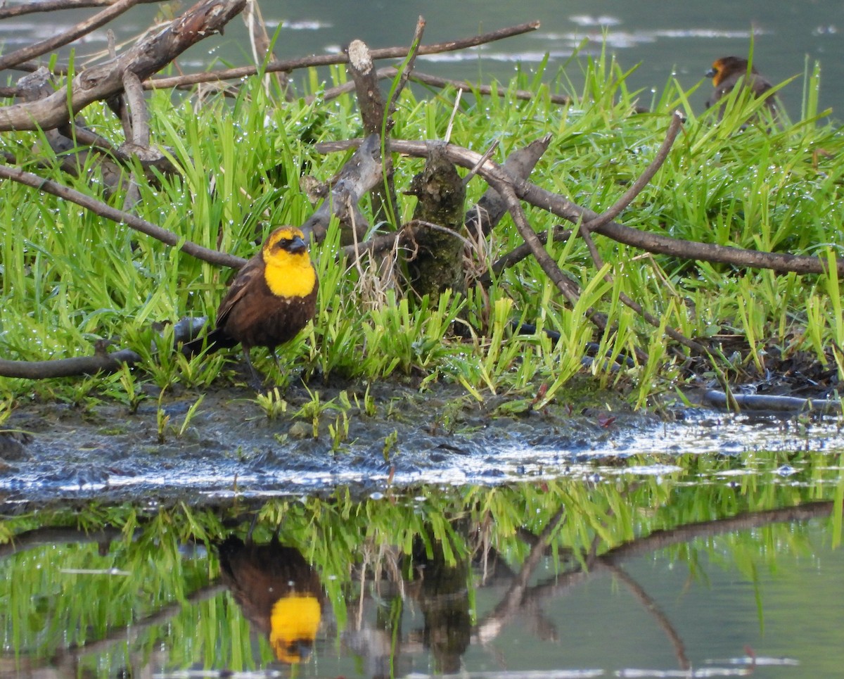 Yellow-headed Blackbird - ML619868658