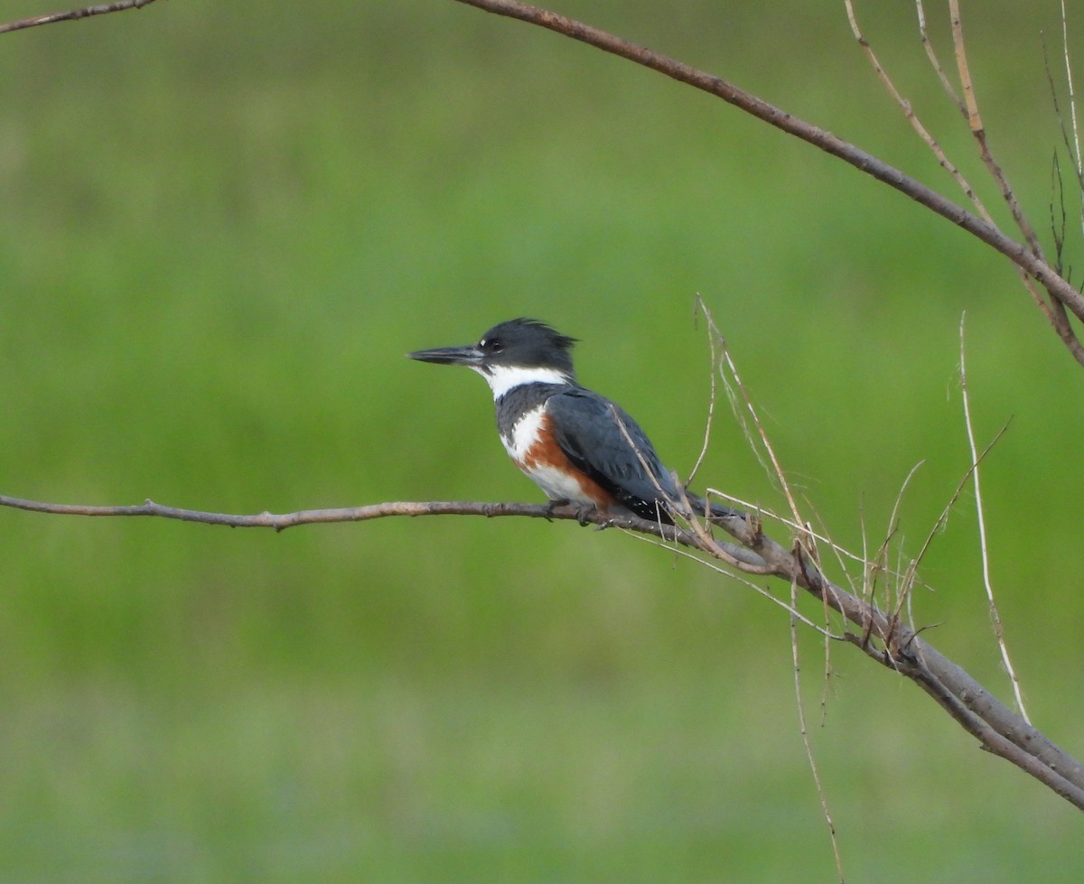 Belted Kingfisher - ML619868665