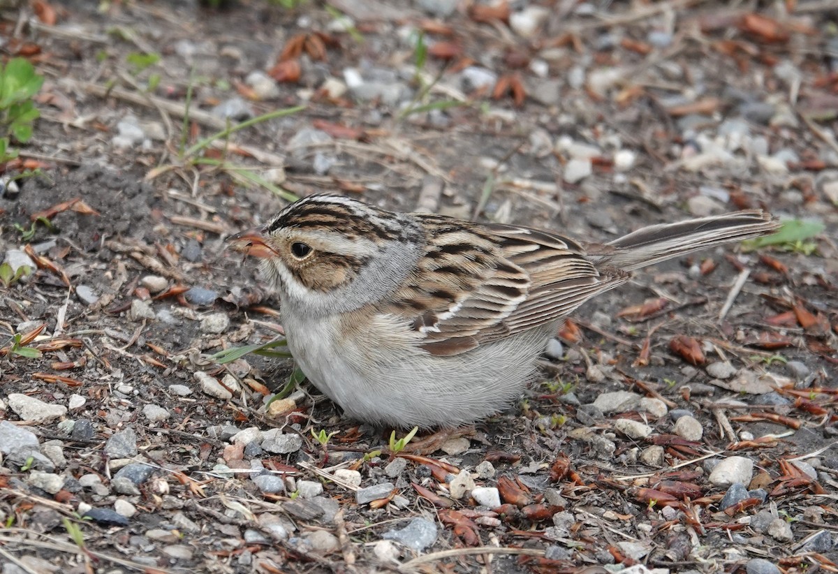 Clay-colored Sparrow - ML619868694