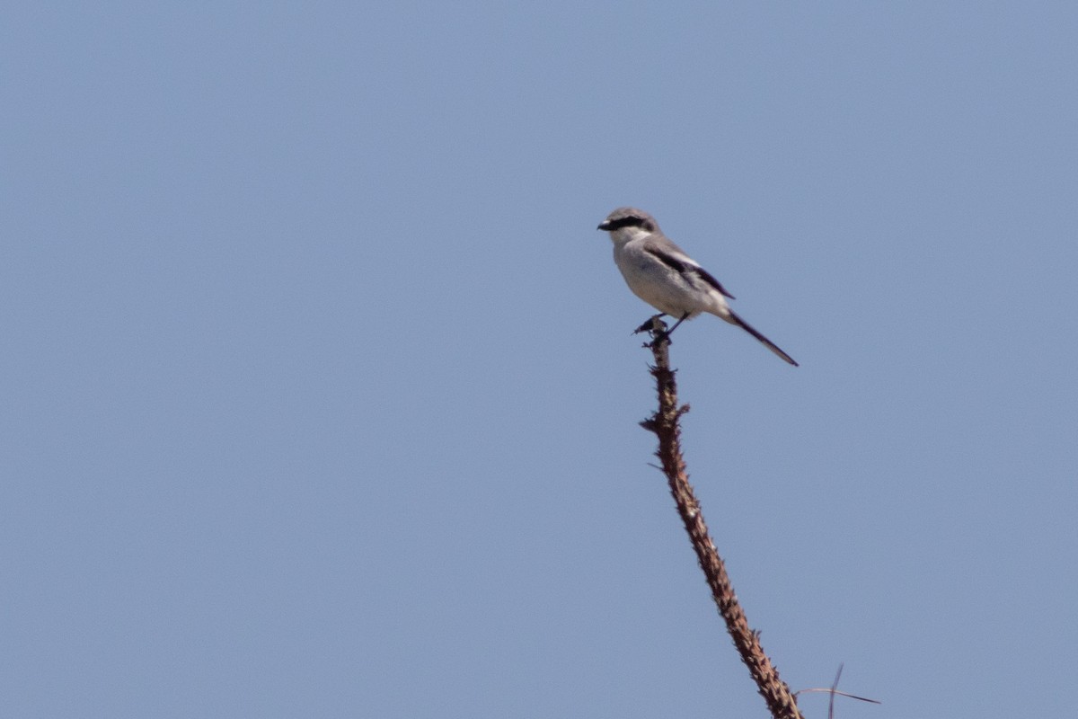 Loggerhead Shrike - ML619868700