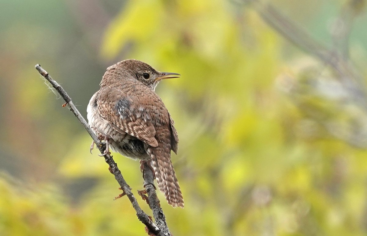 House Wren - ML619868703