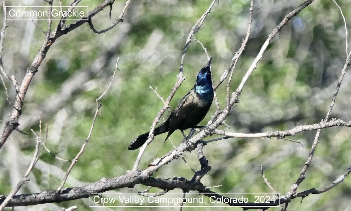 Common Grackle - ML619868708