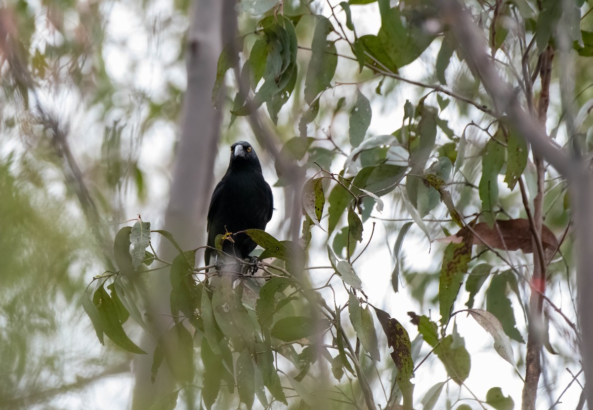 Pied Currawong - ML619868709