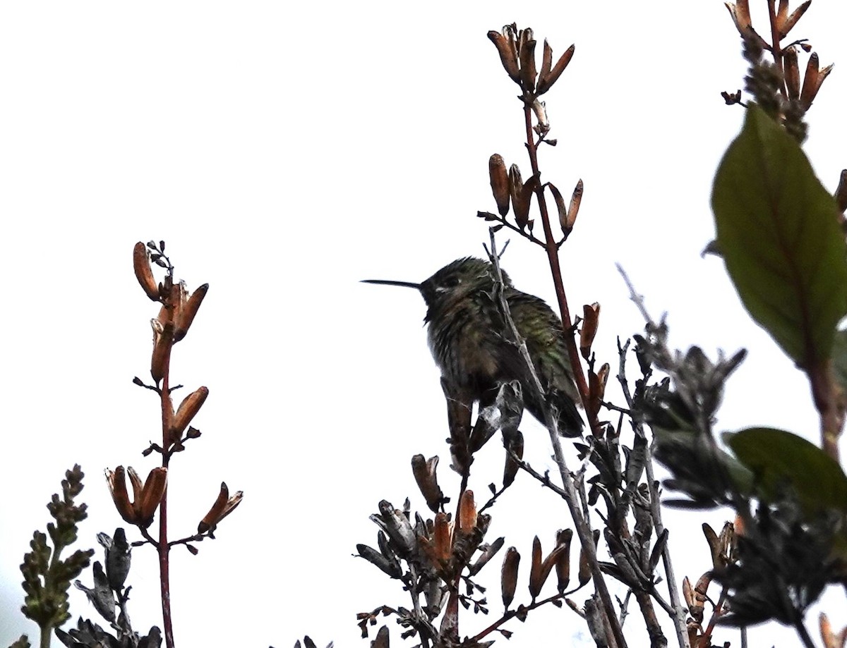 Calliope Hummingbird - ML619868713