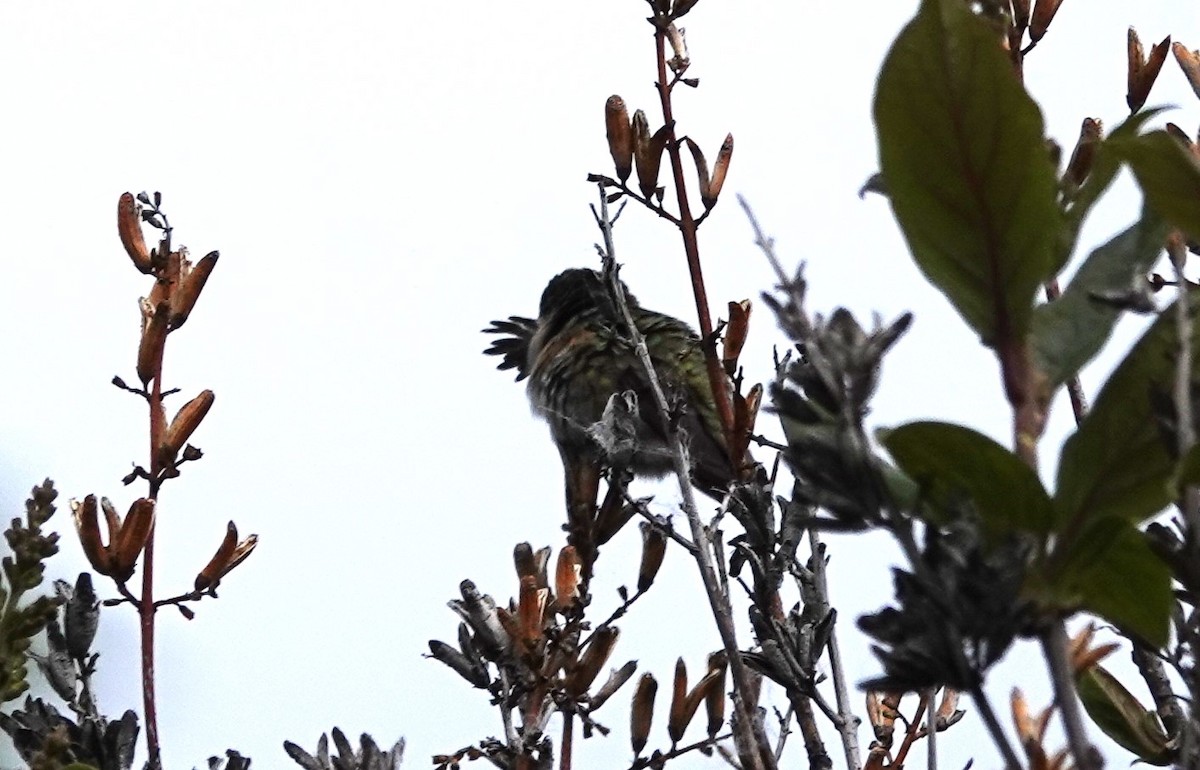 Calliope Hummingbird - ML619868716