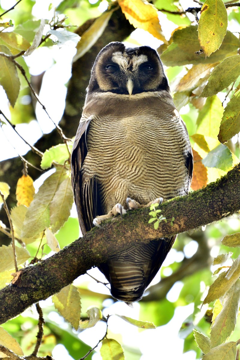 Brown Wood-Owl - ML619868726