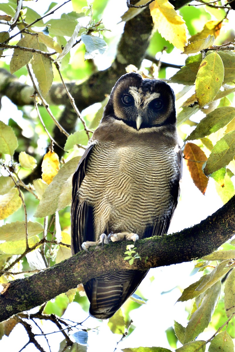 Brown Wood-Owl - ML619868727