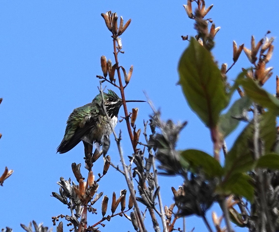Calliope Hummingbird - ML619868731