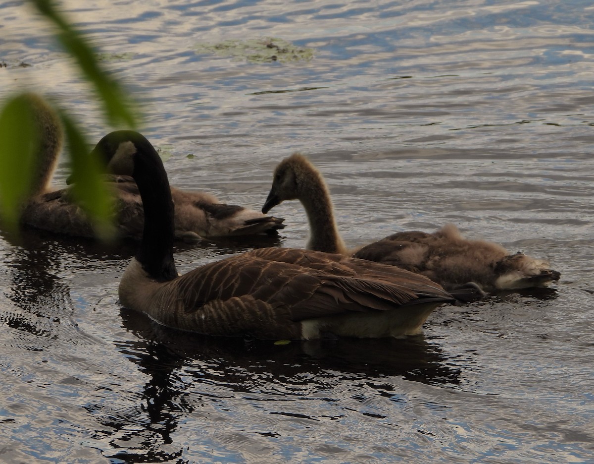 Canada Goose - ML619868740