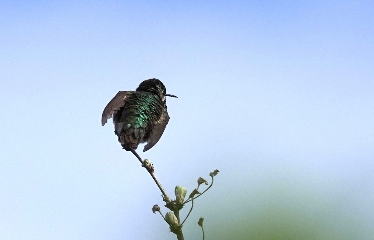 Calliope Hummingbird - ML619868746