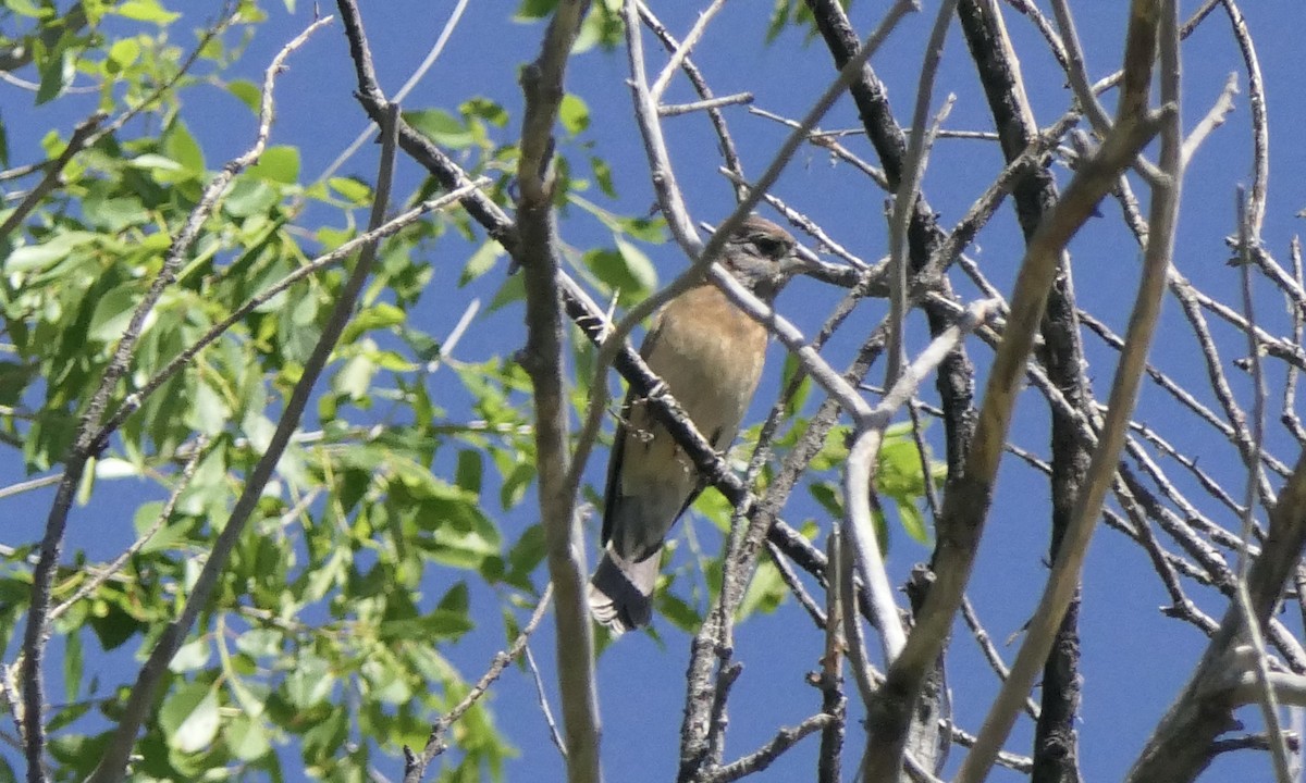 Blue Grosbeak - ML619868753