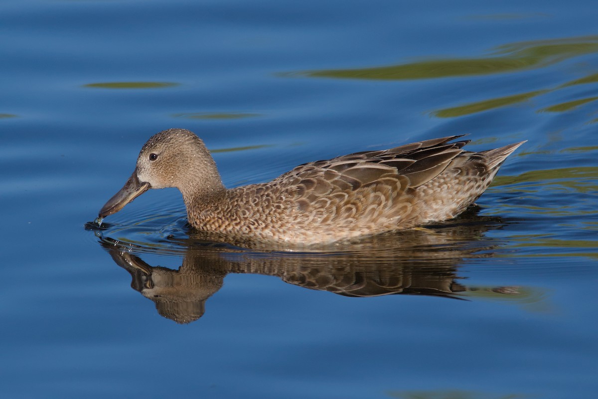 Blue-winged Teal - ML619868757