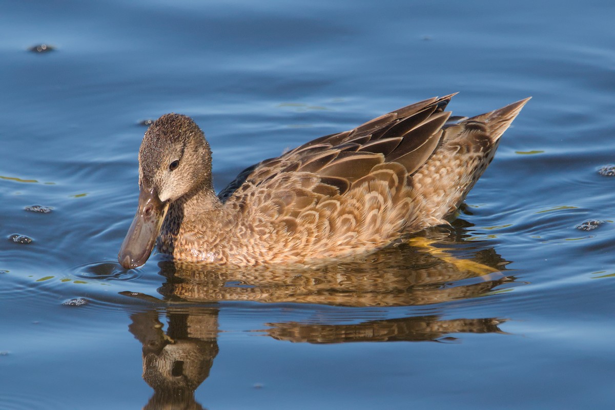 Blue-winged Teal - ML619868758