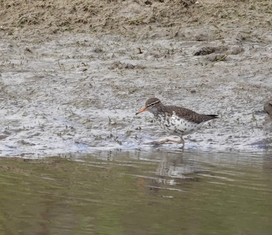 Spotted Sandpiper - ML619868772