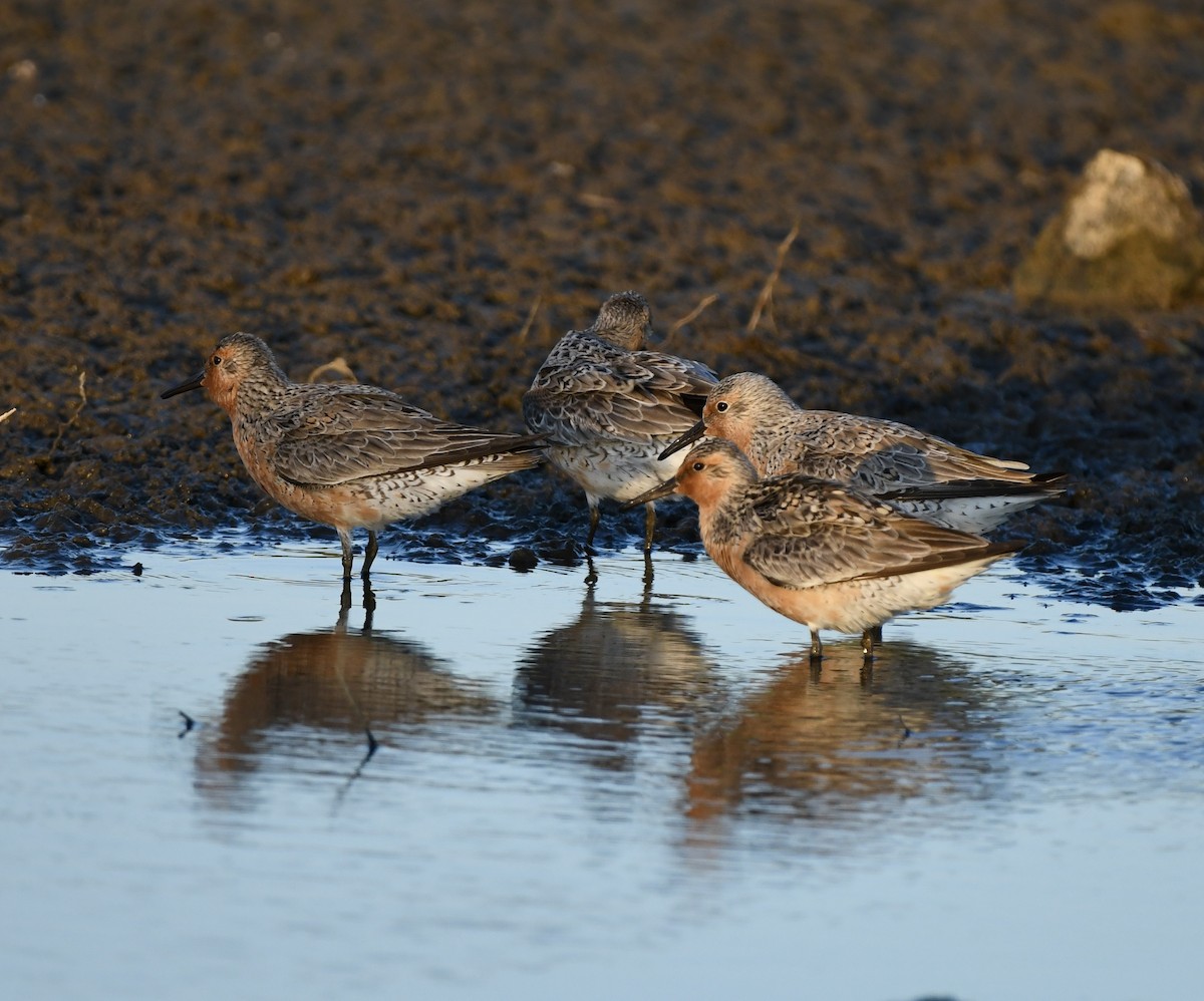 Red Knot - ML619868774