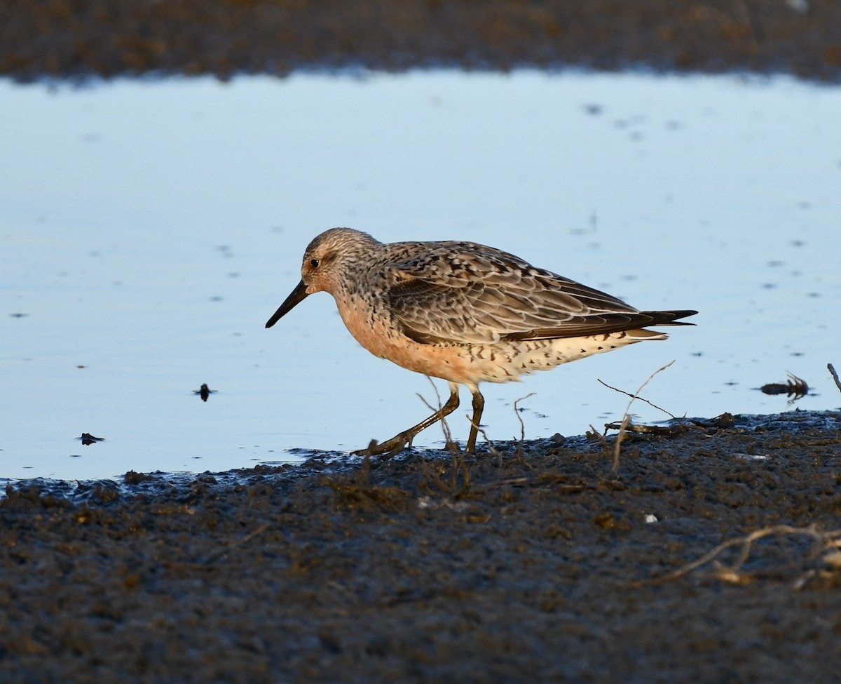 Red Knot - ML619868788