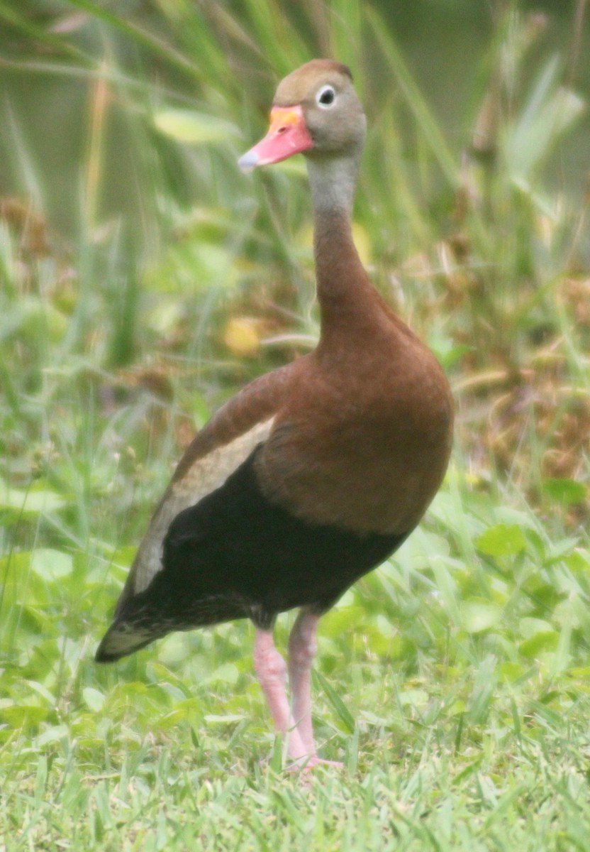 Black-bellied Whistling-Duck - ML619868791