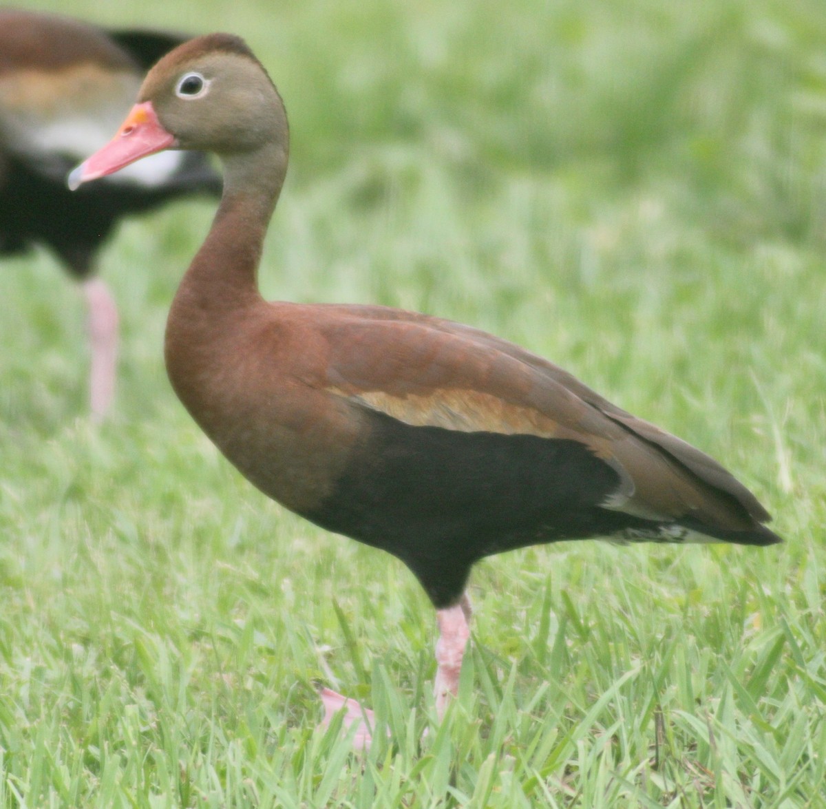 Dendrocygne à ventre noir - ML619868793