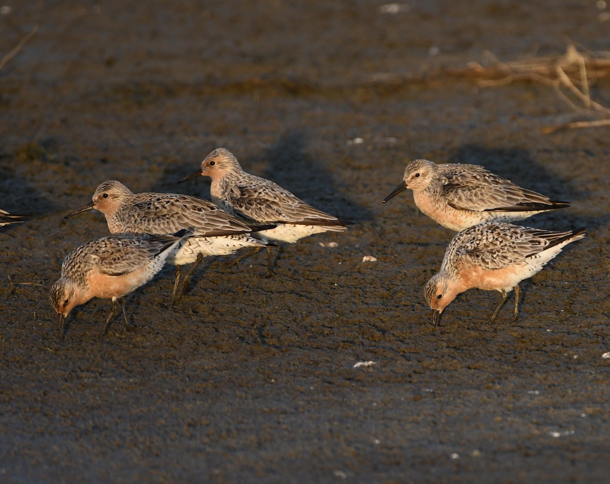 Red Knot - ML619868796