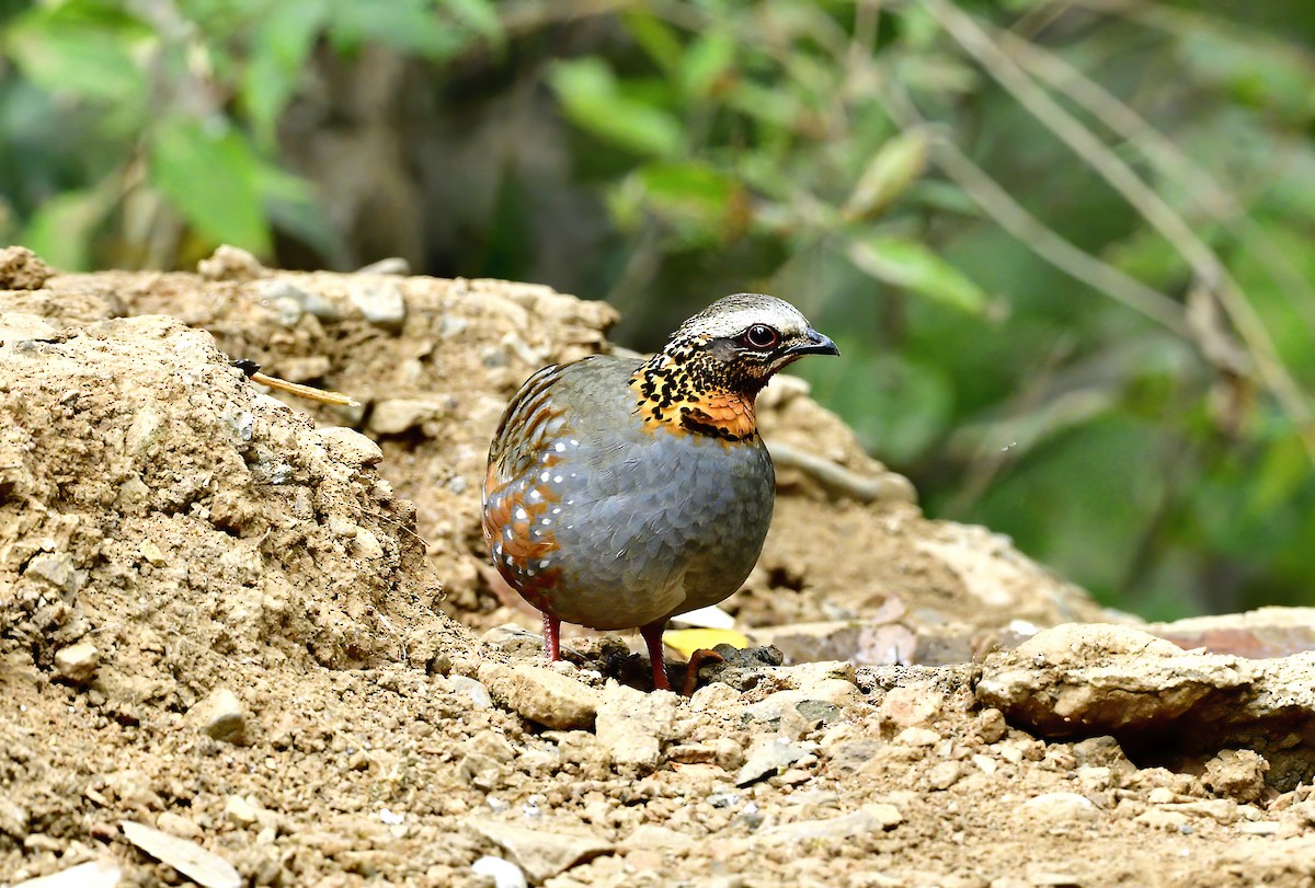 Rufous-throated Partridge - ML619868817