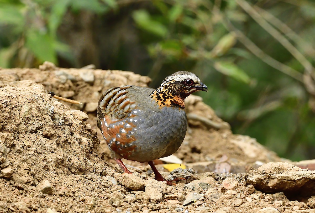 Rufous-throated Partridge - ML619868822