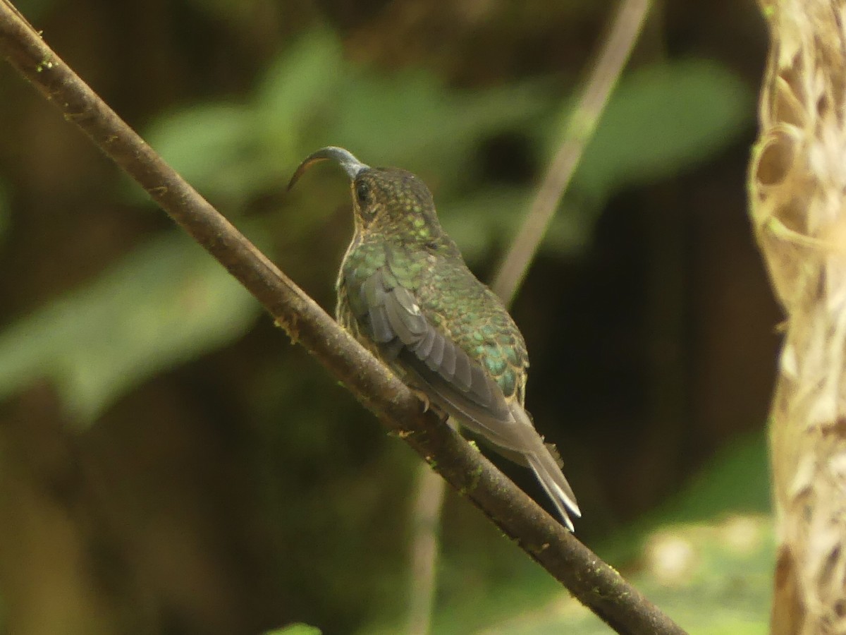 kolibřík orlozobec - ML619868829