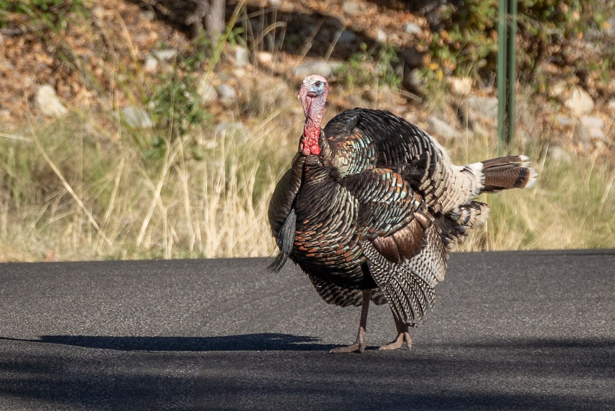 Wild Turkey - ML619868837