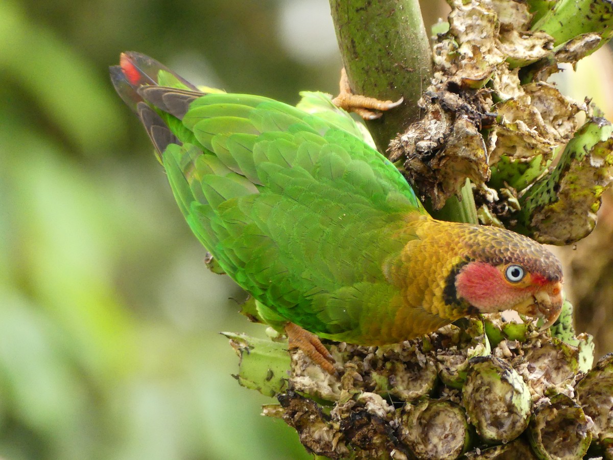 Rose-faced Parrot - ML619868839