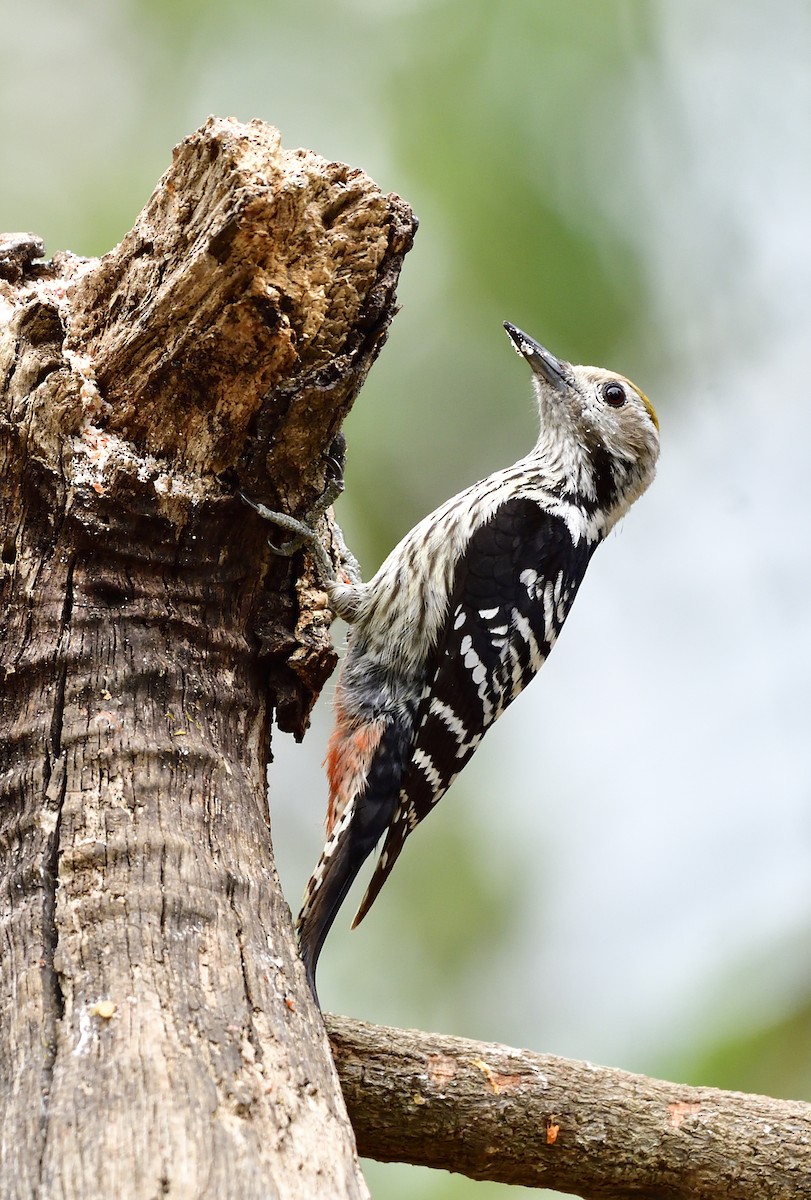 Brown-fronted Woodpecker - ML619868841