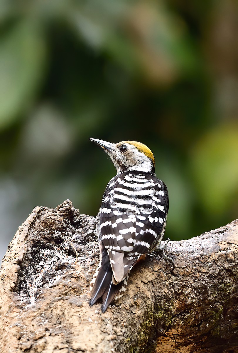 Brown-fronted Woodpecker - ML619868842