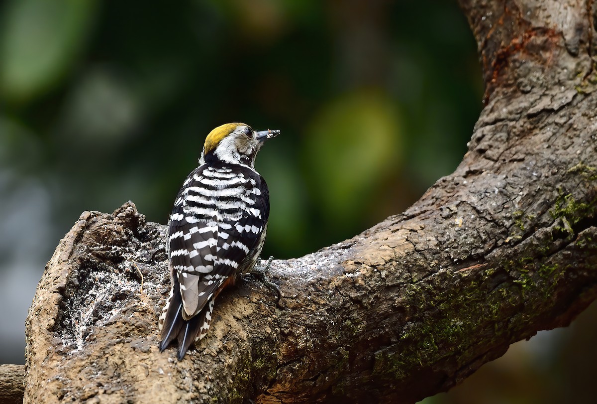 Brown-fronted Woodpecker - ML619868843