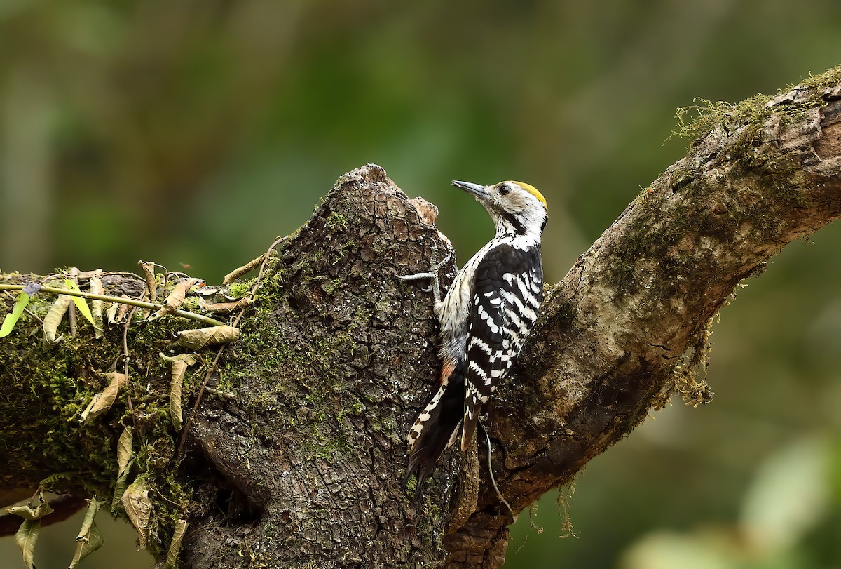 Brown-fronted Woodpecker - ML619868844