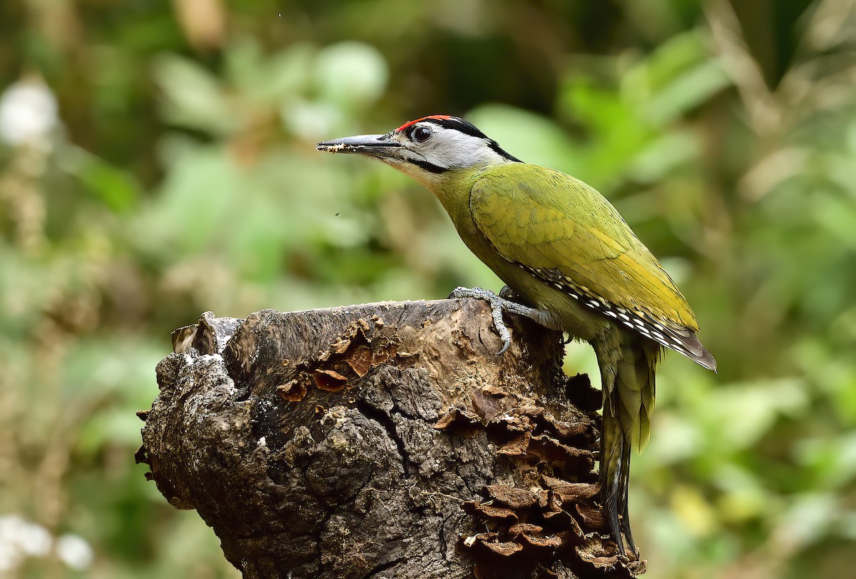 Gray-headed Woodpecker - ML619868851