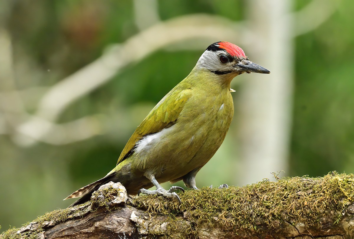 Gray-headed Woodpecker - ML619868852