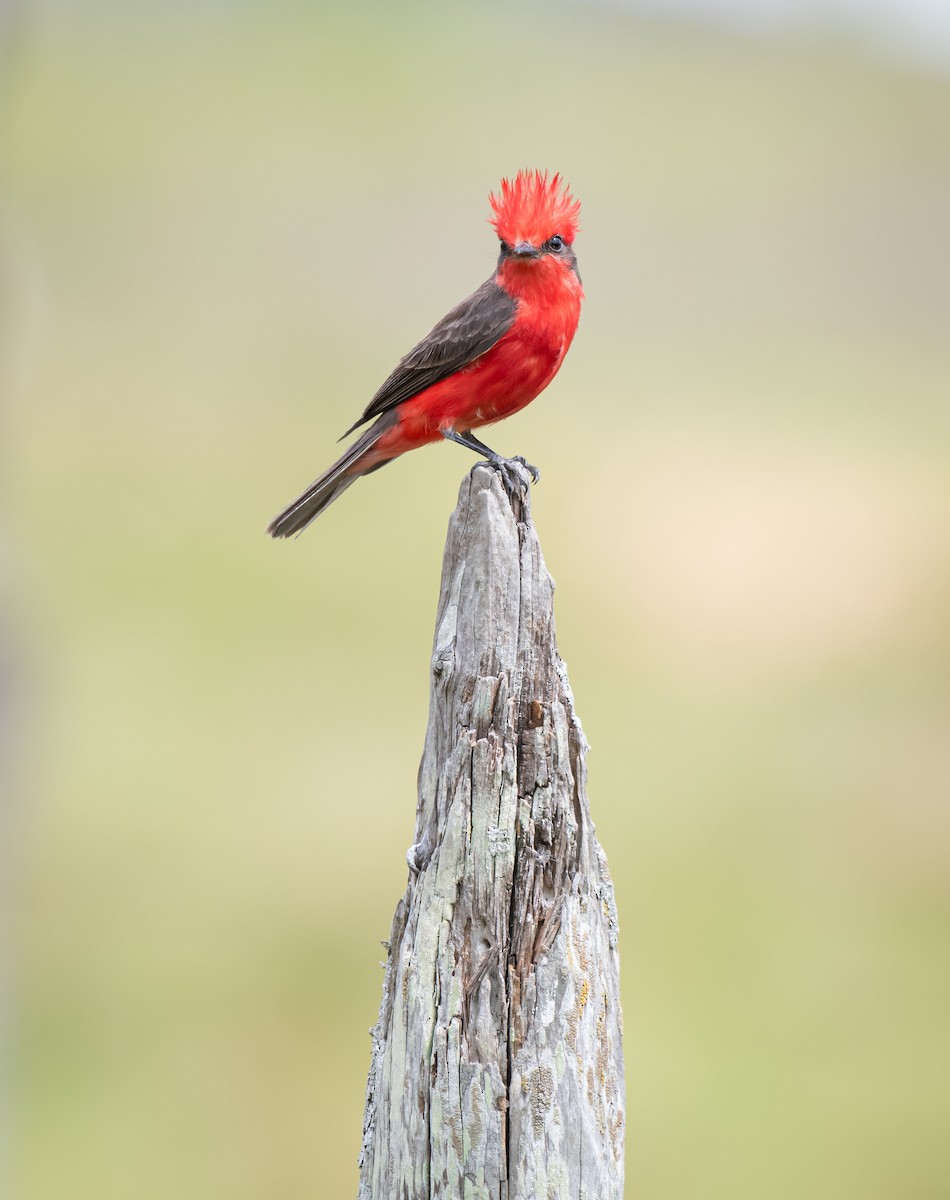 Vermilion Flycatcher - ML619868856