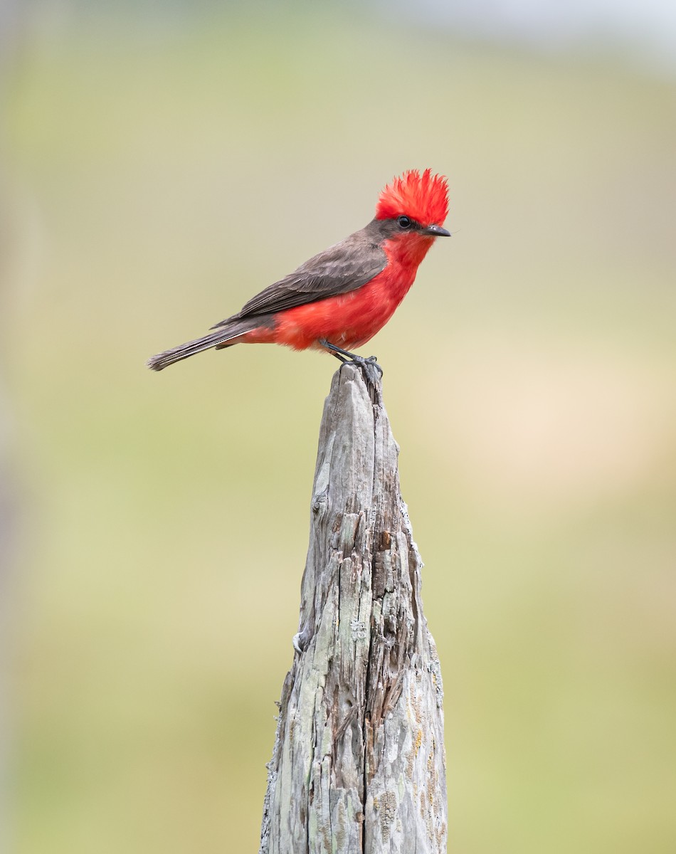 Vermilion Flycatcher - ML619868860