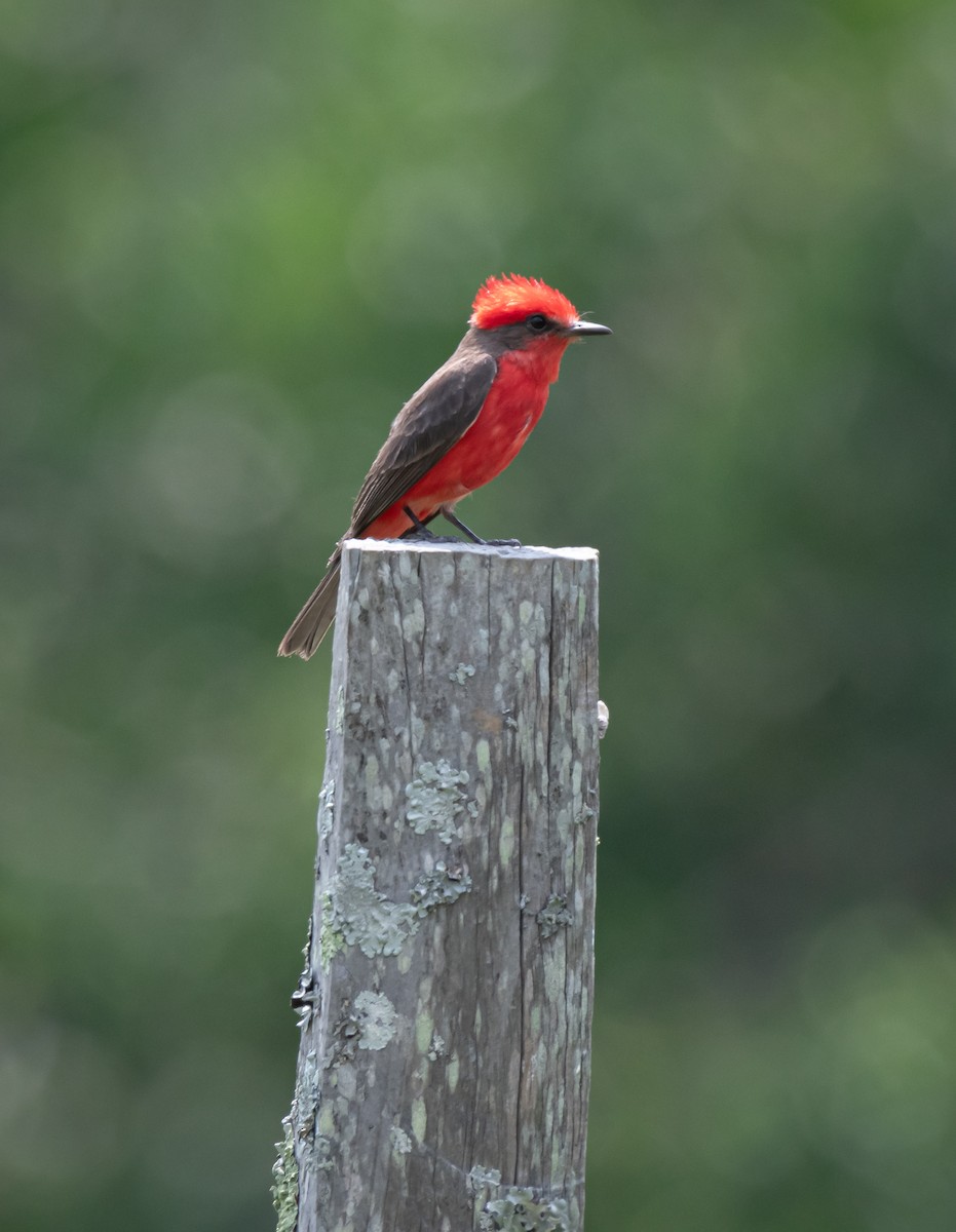 Vermilion Flycatcher - ML619868864