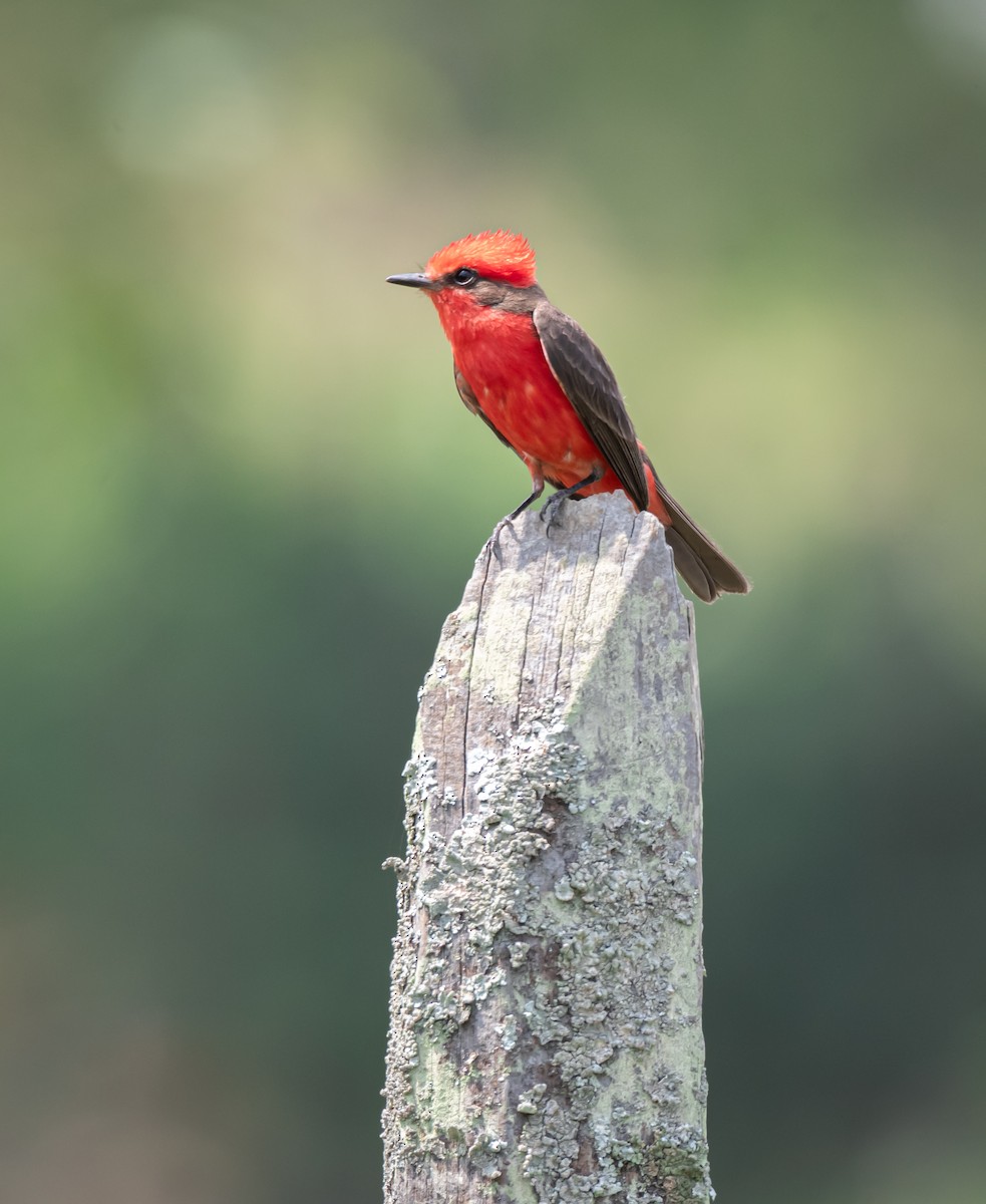 Vermilion Flycatcher - ML619868868