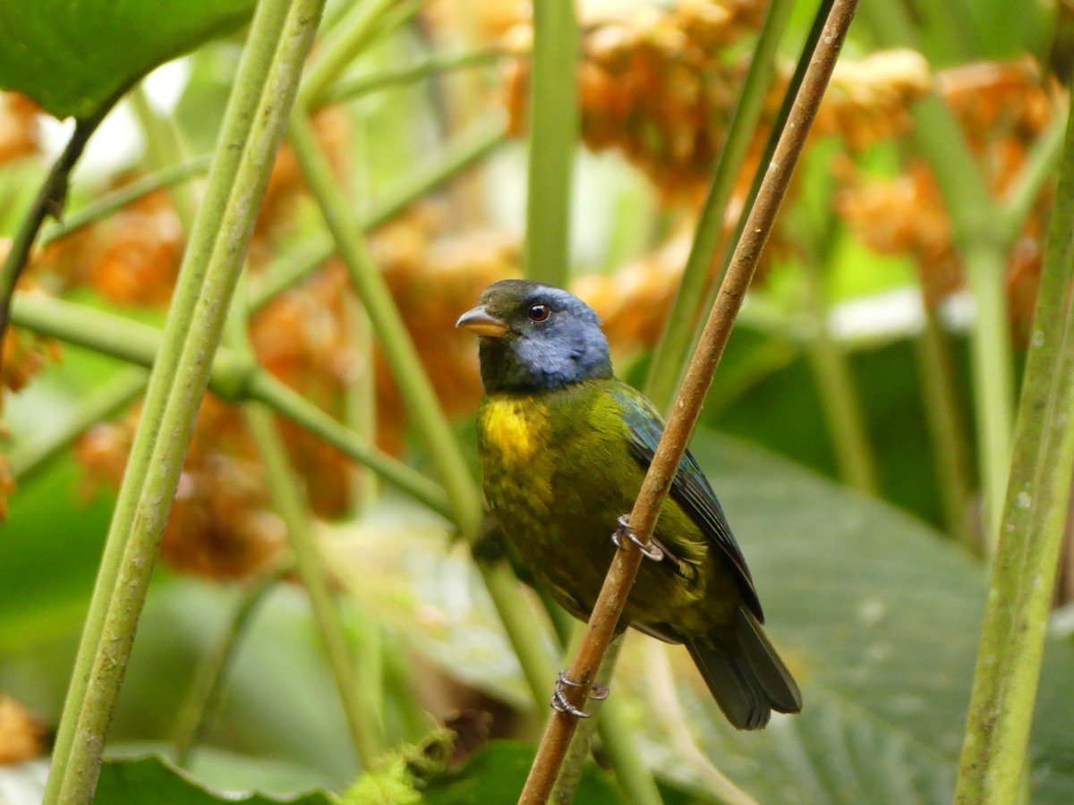 Moss-backed Tanager - ML619868911