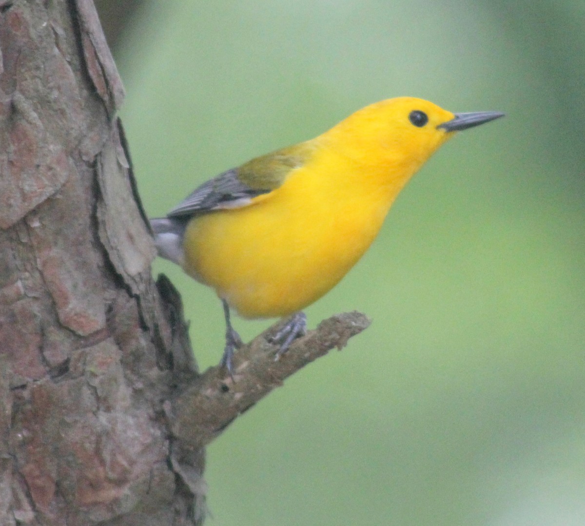 Prothonotary Warbler - ML619868917