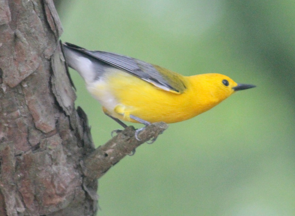 Prothonotary Warbler - ML619868918
