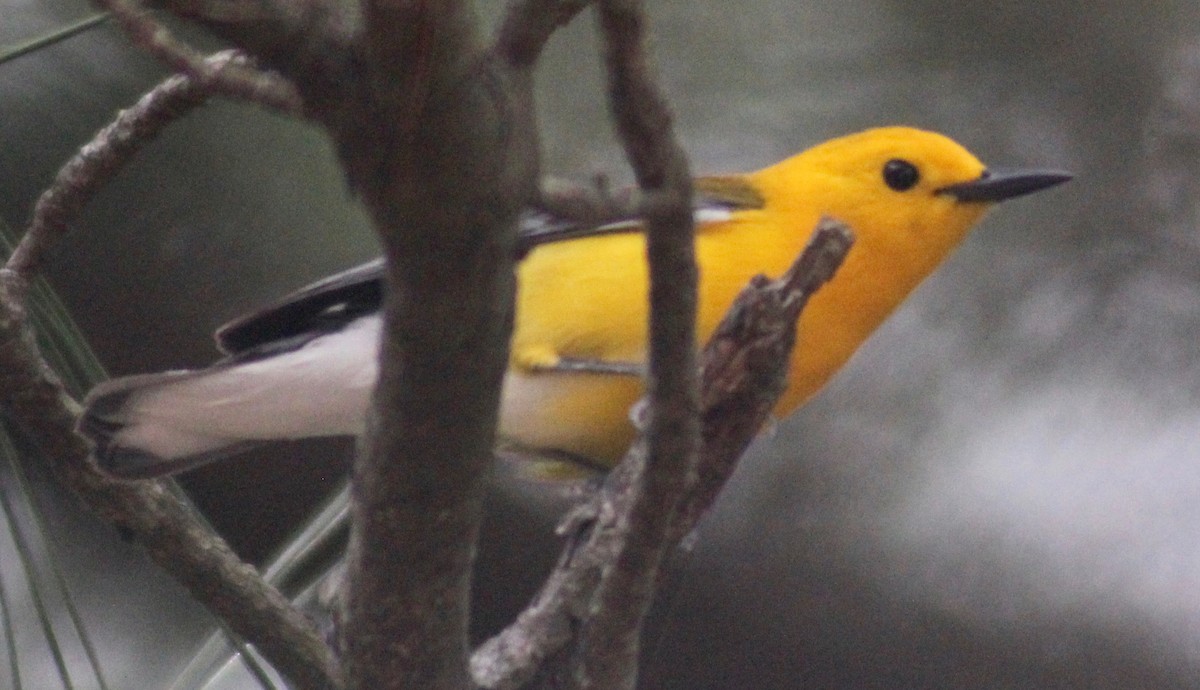 Prothonotary Warbler - ML619868919