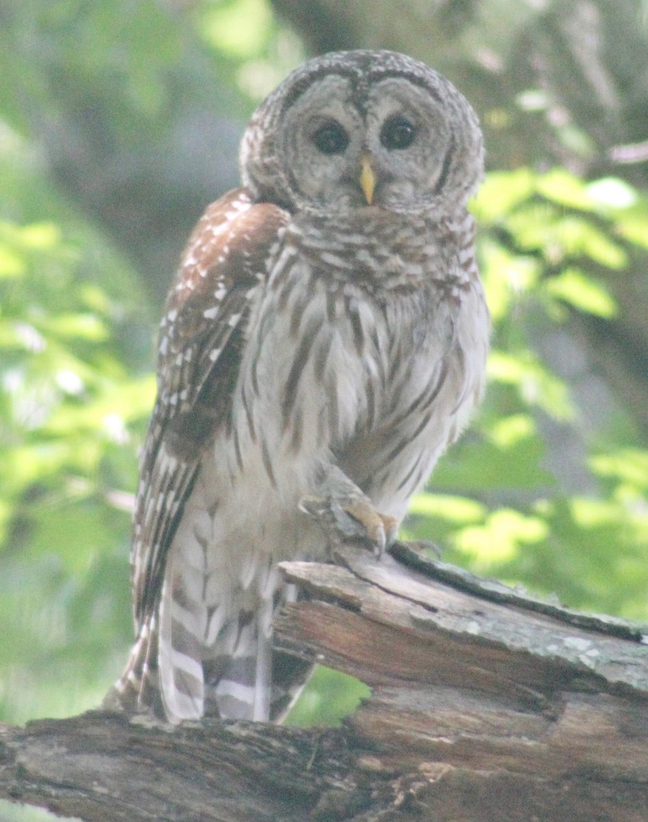 Barred Owl - ML619868933