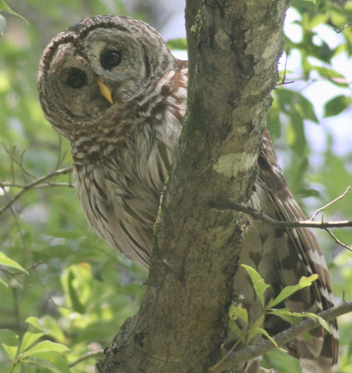 Barred Owl - ML619868934