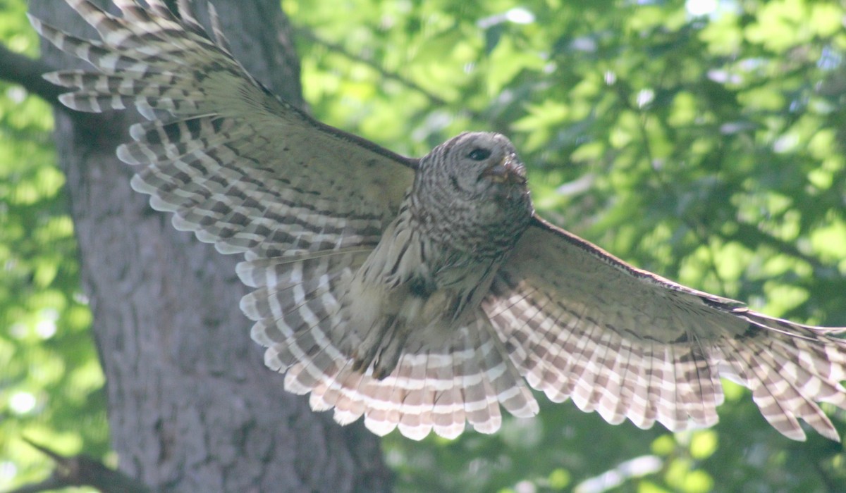 Barred Owl - ML619868935