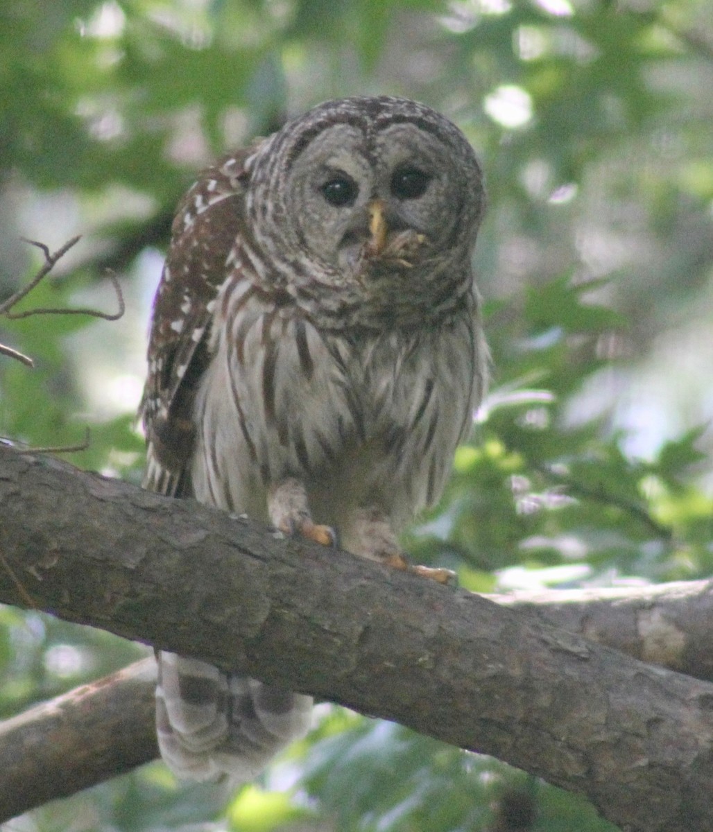 Barred Owl - ML619868936