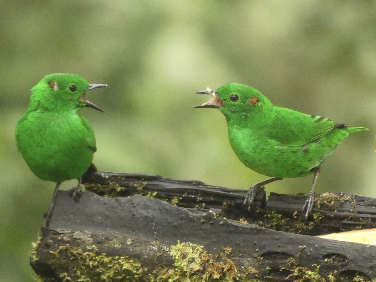 Glistening-green Tanager - ML619868946