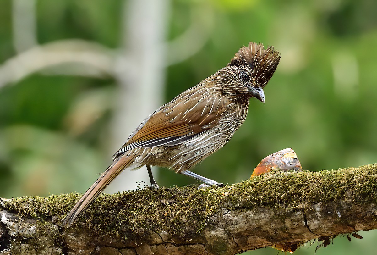 Striated Laughingthrush - ML619868954