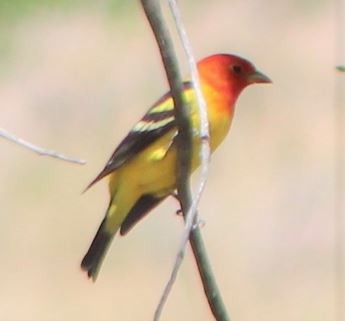 Western Tanager - ML619868957