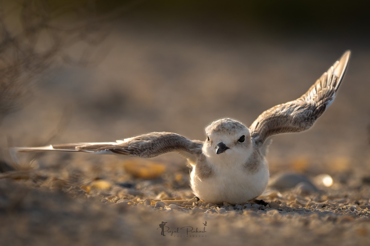 Kentish Plover - ML619868970